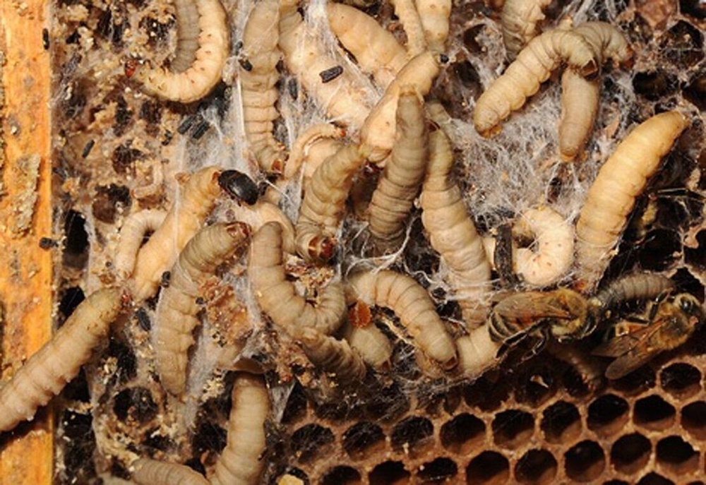 Личинки восковой моли в сотах