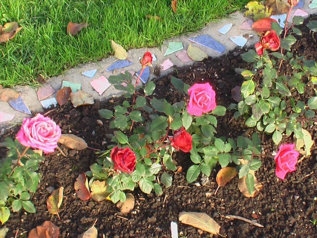 23 октября 2011 года — цветут розы Кардана, посаженные бордюром