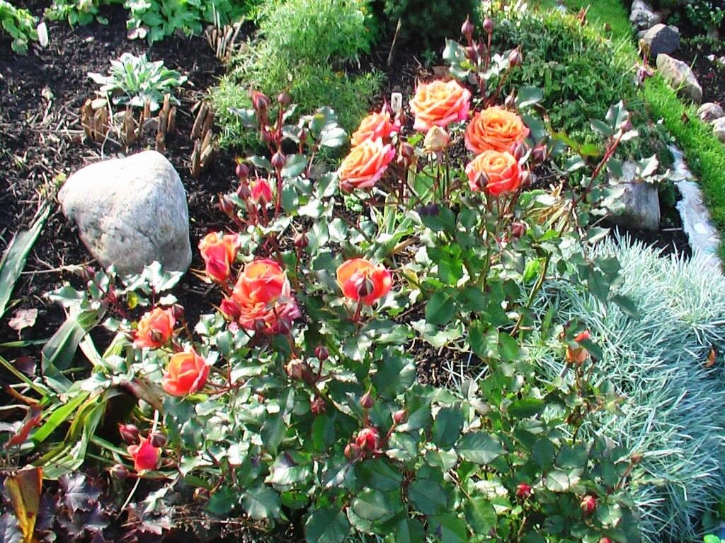 23 октября 2011 года: цветут розы и много бутонов