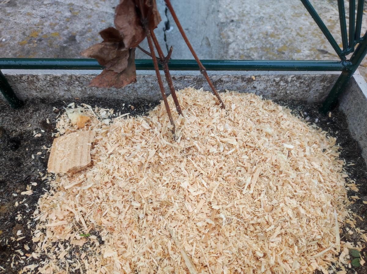 Фото автора, начинаем укрывать клематис на зиму, конец октября 2024 года