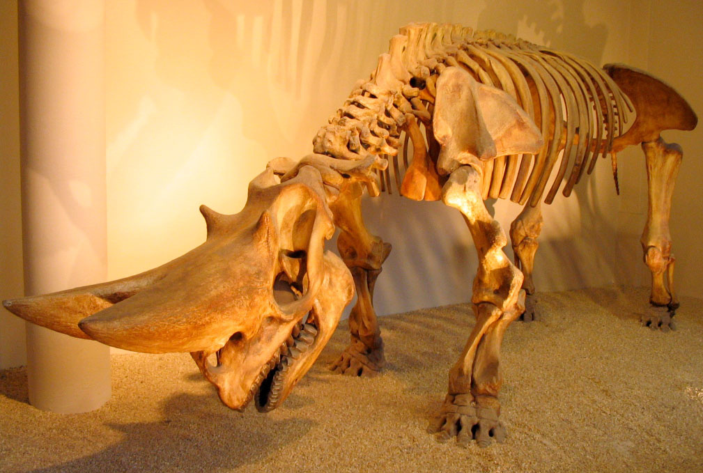 Arsinoitherium zitteli 