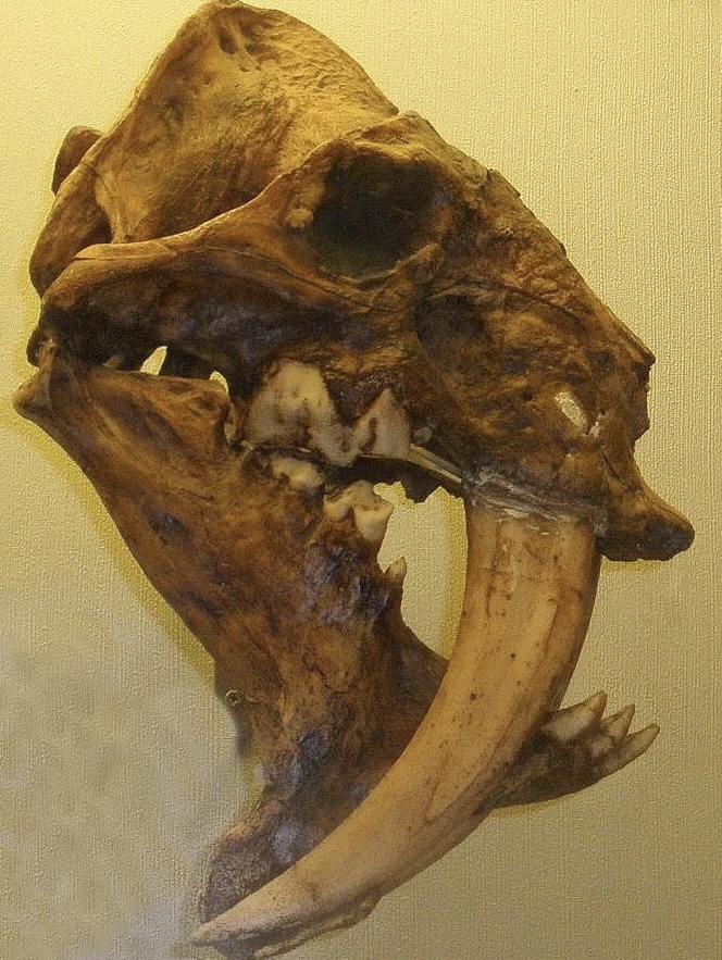 Barbourofelis fricki 