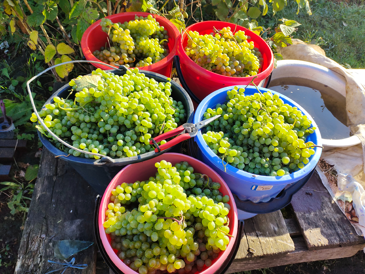Урожай белых технических сортов винограда 