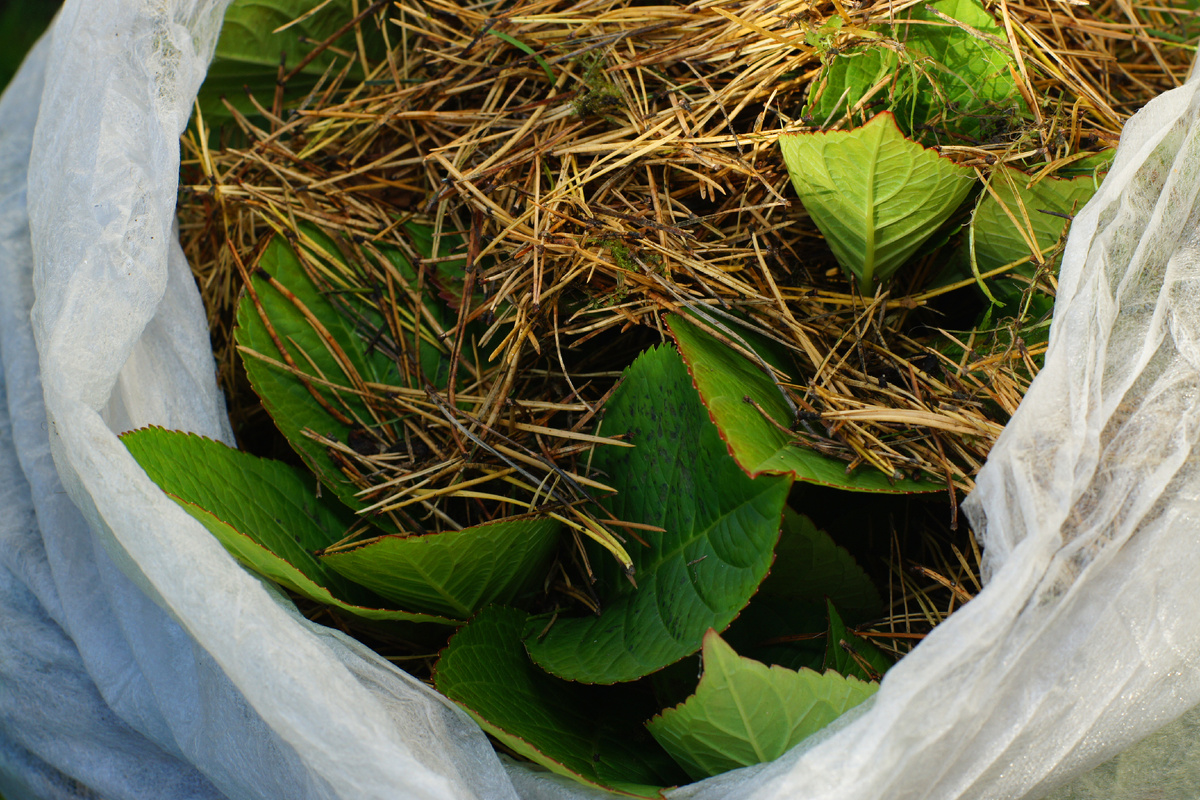 Хвоя и лутрасил в два слоя. Это - которая в контейнере. Та, что в саду укрыта аналогично, только еще и лапником сосновым закидана.