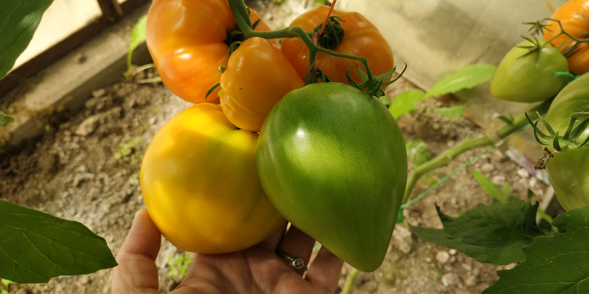 Томат Оранжевый Русский