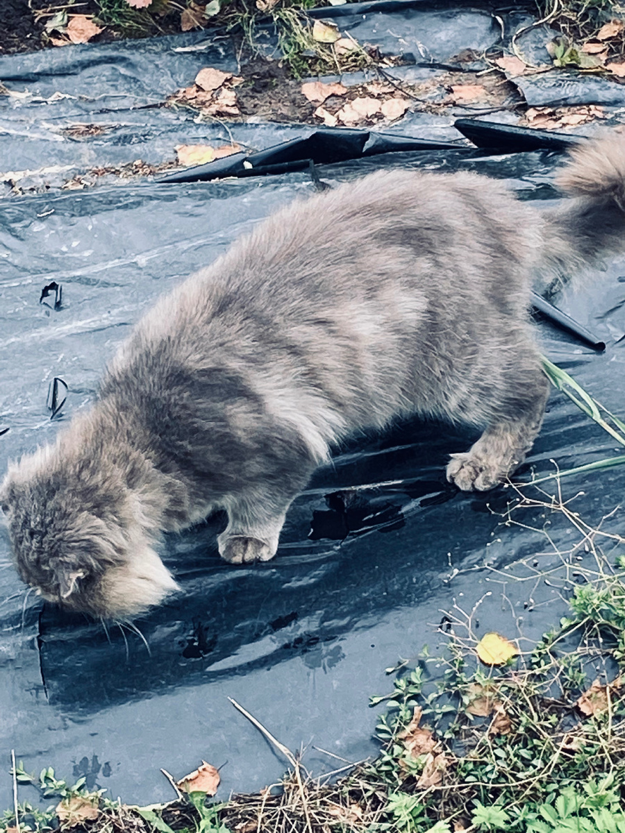 Филя ищет мышку. Везде фото автора.