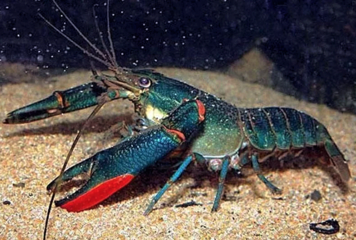 Австралийский рак