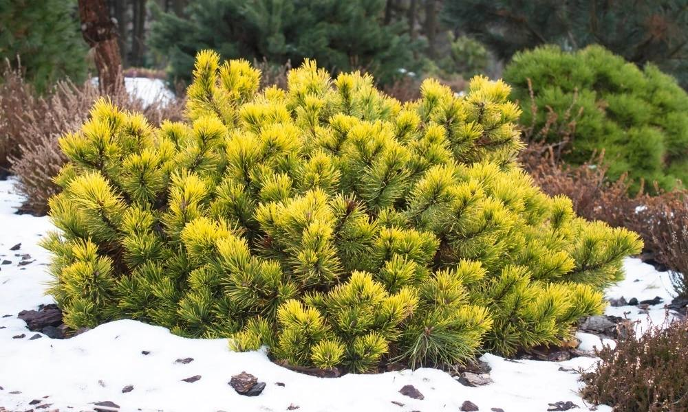 Фото: F. D. Richards | flickr