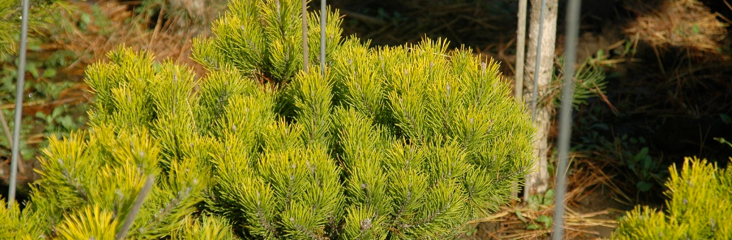 Фото: F. D. Richards | flickr