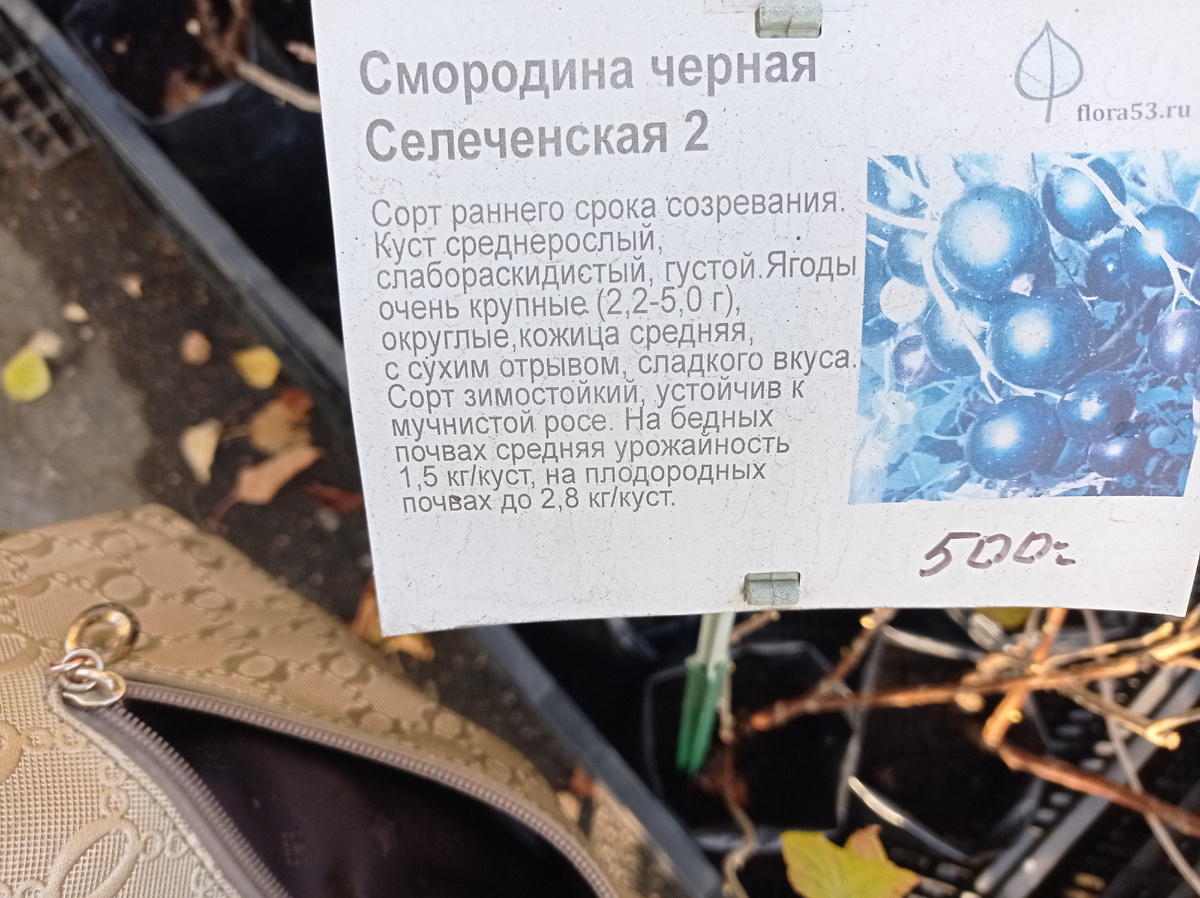 Вот такие кустики видела этой осенью -Это Селечинская -2. Листайте галерею