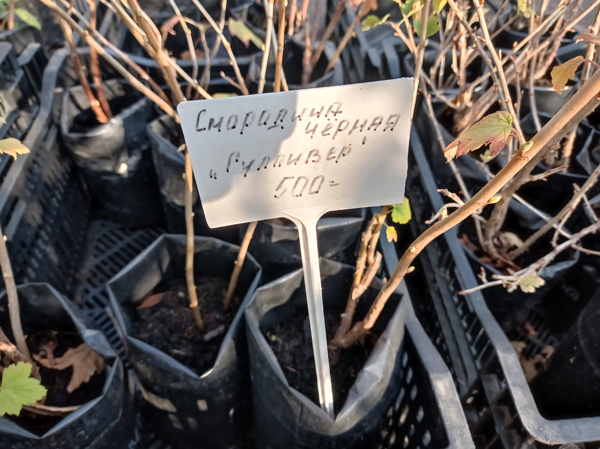 А это Гулливер. 