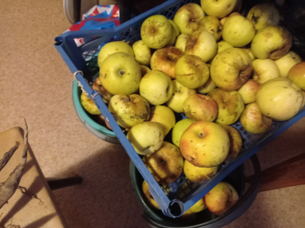 Яблоки, которые надо бы сразу переработать