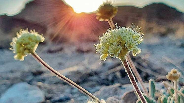     Гречиха Тима может исчезнуть в Неваде
