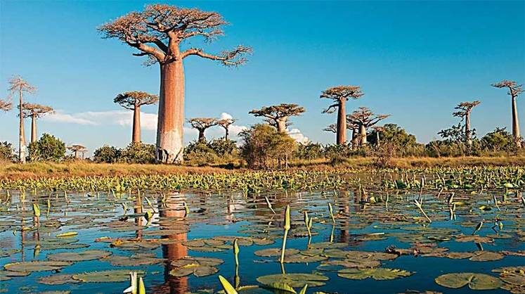     На Мадагаскаре оказалось много графита