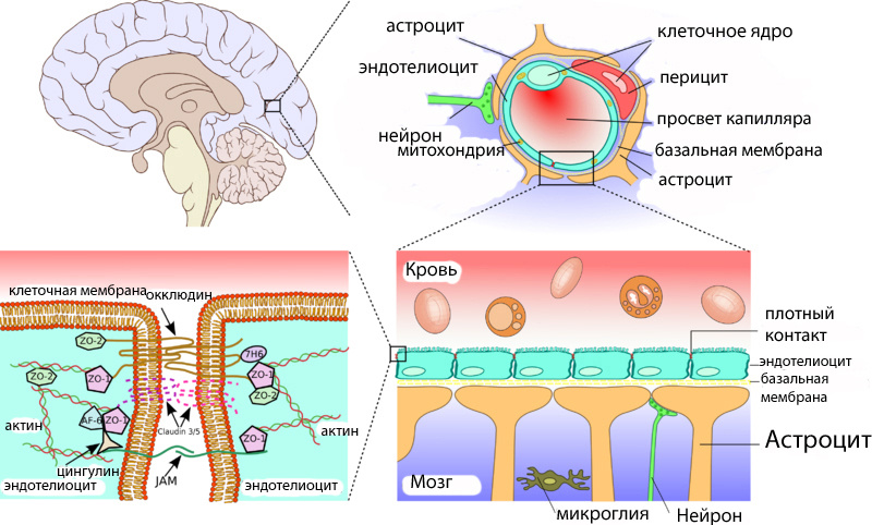 Схема строения гематоэнцефалического барьера (ГЭБ). Клетки эндотелиоциты выстилают капилляры мозга. Они плотно прилегают друг к другу. Между их стенками образуются особые плотные контакты, которые предотвращают проникновение в ткань мозга различных нежелательных веществ и клеток из кровеносного русла. Эндотелиальные клетки полностью покрывают подлежащий белковый слой, называемый база́льной мембраной. Около 20 % поверхности эндотелиоцитов контактирует с относительно маленькими, овальными перицитами, с которыми они обмениваются различными веществами. Перициты также выполняют механическую функцию, регулируя диаметр просвета капилляра. Астроциты — большие нейроглиальные клетки звёздчатой формы - окутывают капиляры и контактируют с эндотелиоцитами и регулируют траспорт воды и питательных веществ в мозг.