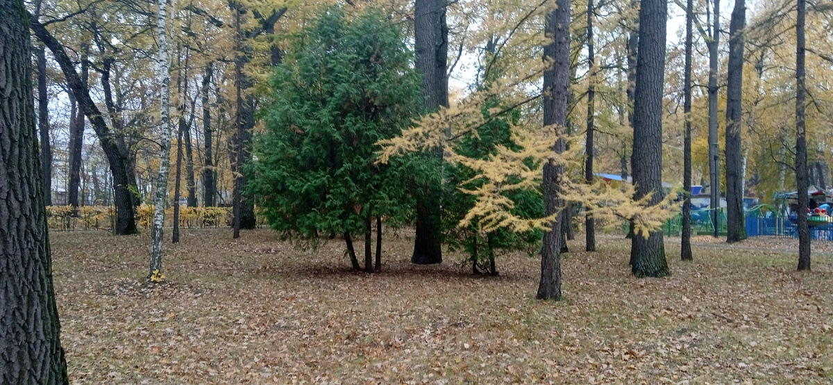Парк в нашем городе. Вот с этой туи я взяла черенки на этот раз