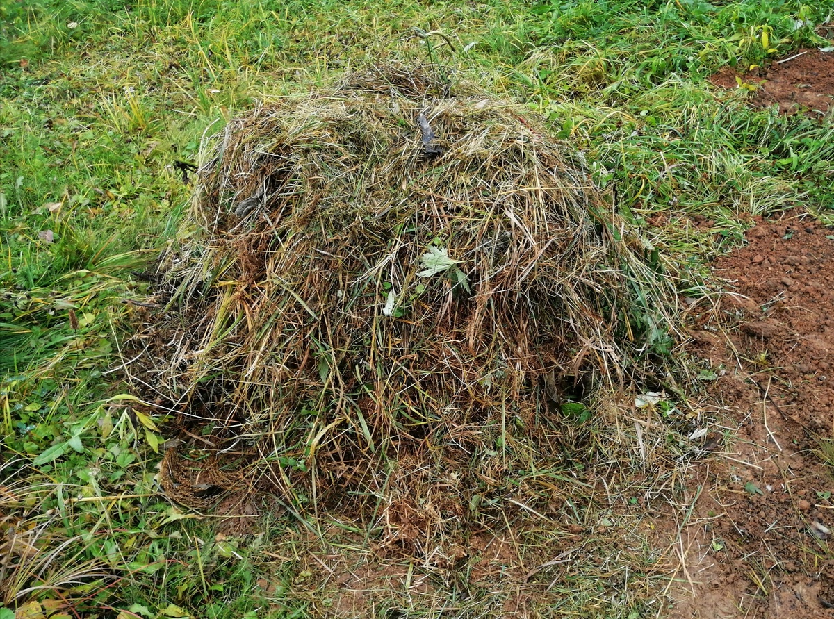 На фотографии копна кажется маленькой. На деле она довольно объёмная. Позже на её месте и рядом будут ивы. 