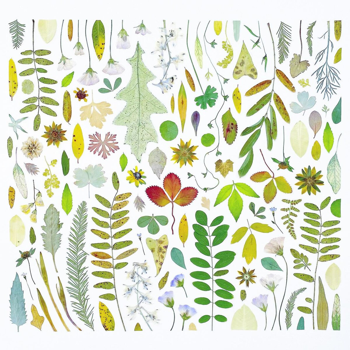 Источник: katesheckarskiart