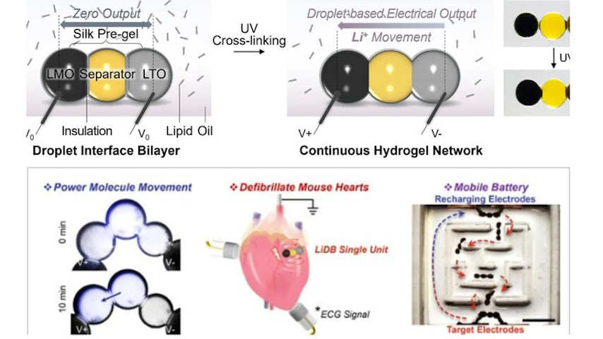 (C) University of Oxford