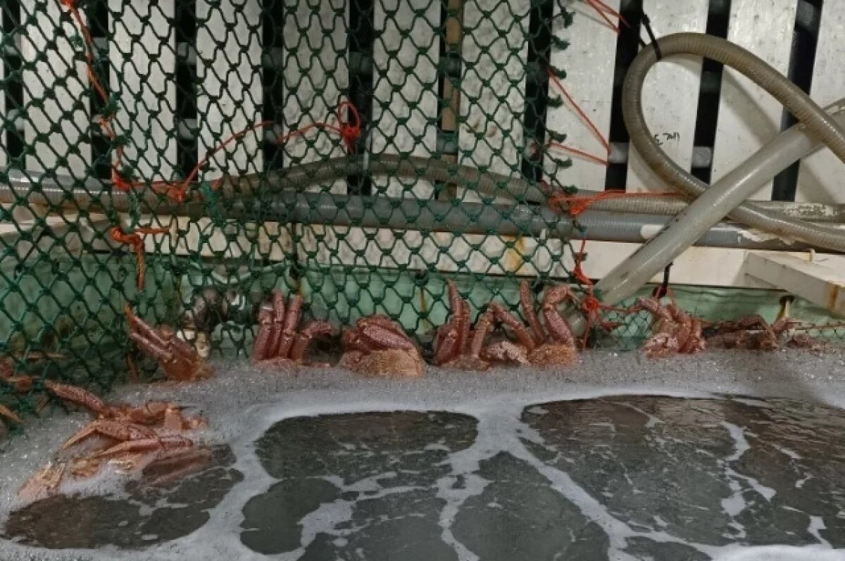    Живой краб из Хабаровского края впервые в этом году отправлен в Японию