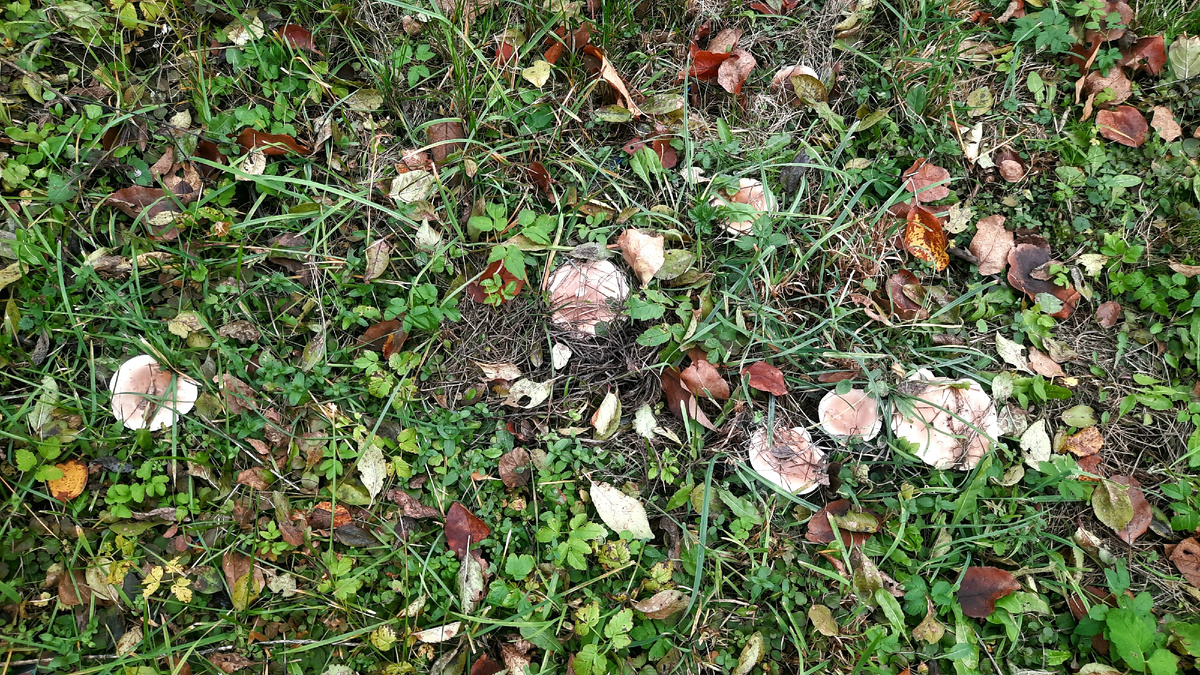 Издалека их вообще не видно.