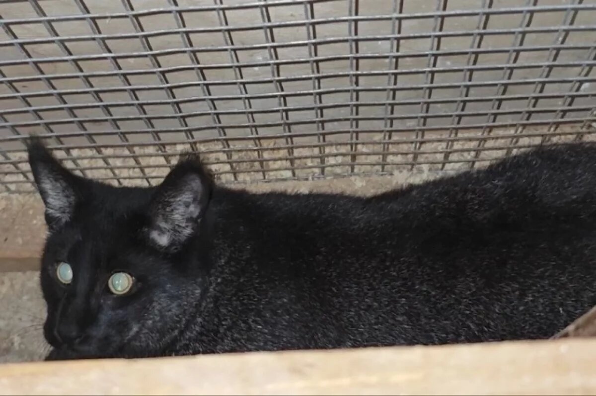    В зоопарке Барнаула похвастались появлением Бегемота