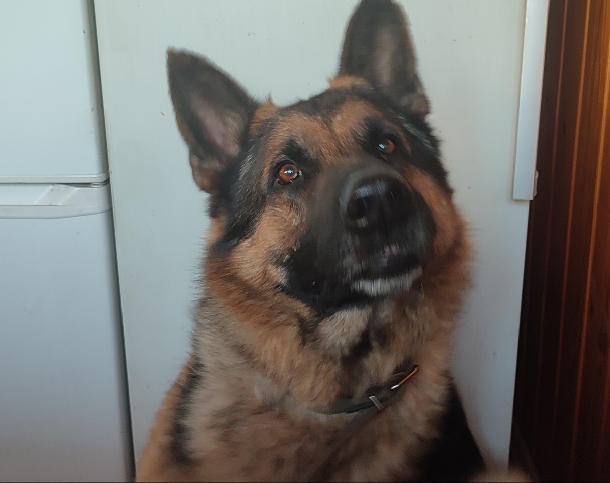 Ну дай хоть маленький кусочек.... ну пожалуйста.... 