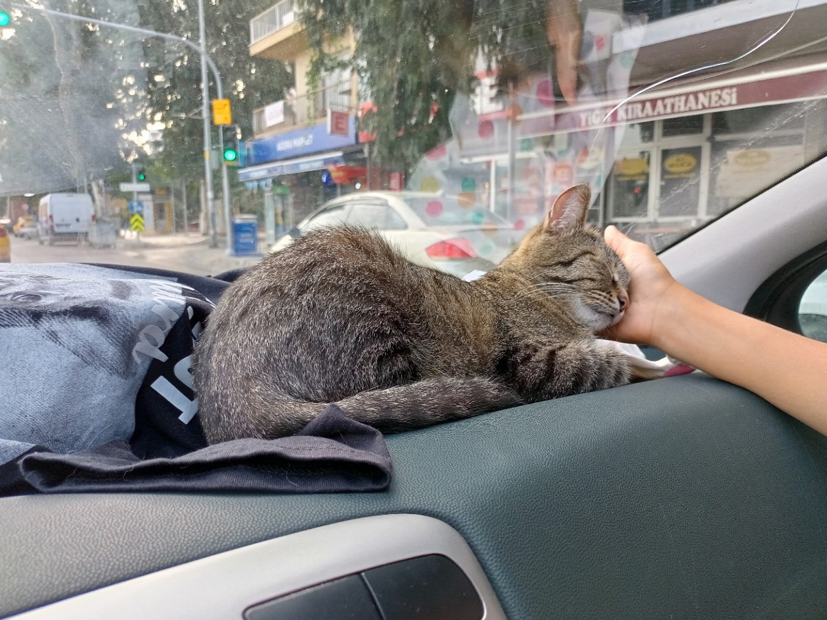 Последняя непросохшая футболка и Мизуми.