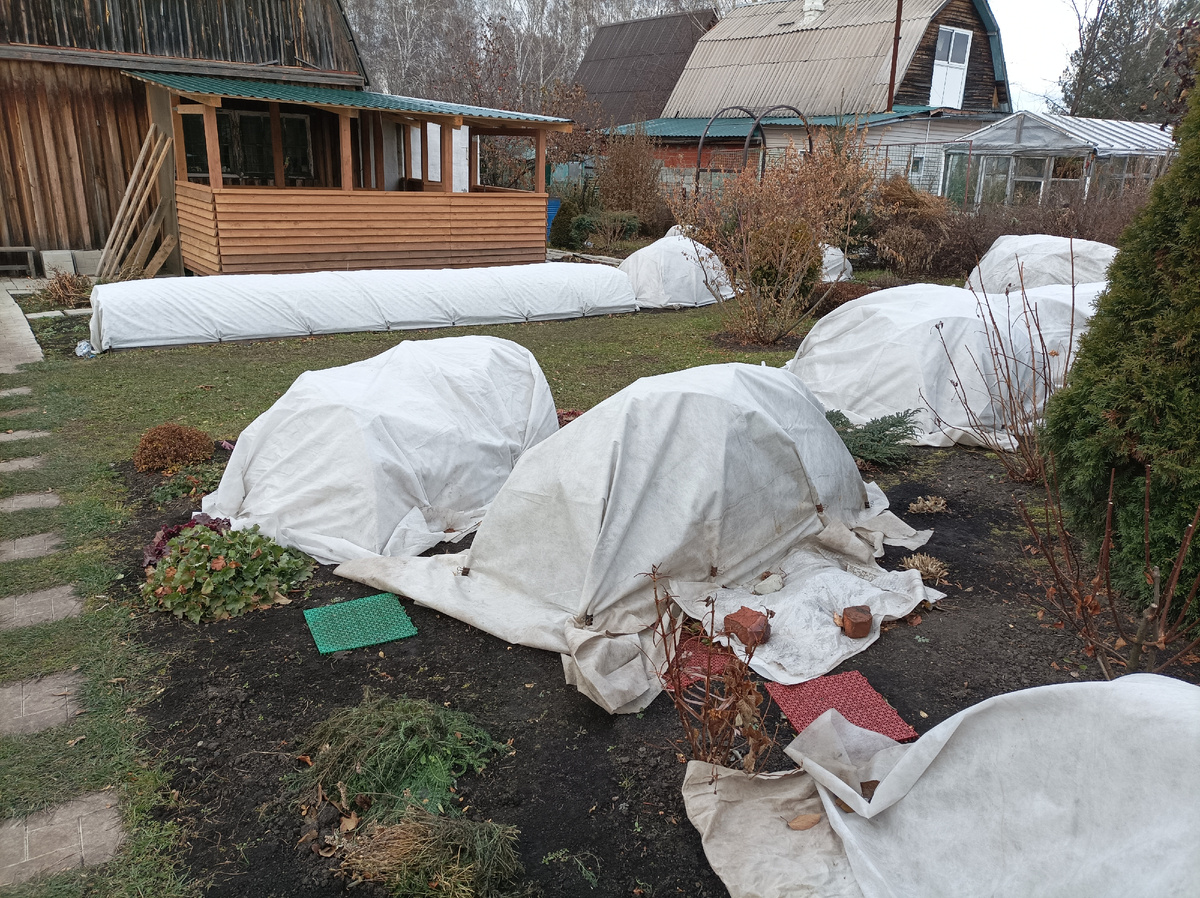 24 октября 2024 г