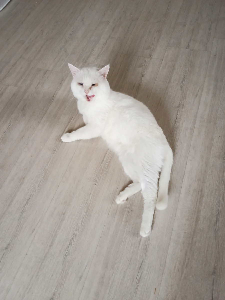 Мой Каспер.