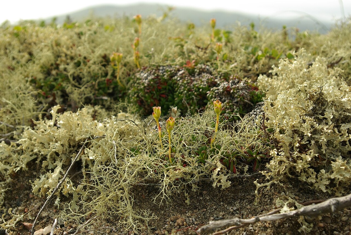 Ягель в горной тундре 