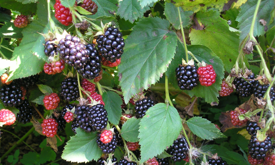 Когда и как правильно пересаживать ежевику осенью