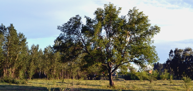 Сад Томсона. Фото с сайта https://www.irk.ru/news/articles/20140801/garden/?comments=1. Взято с Яндекс.Картинки