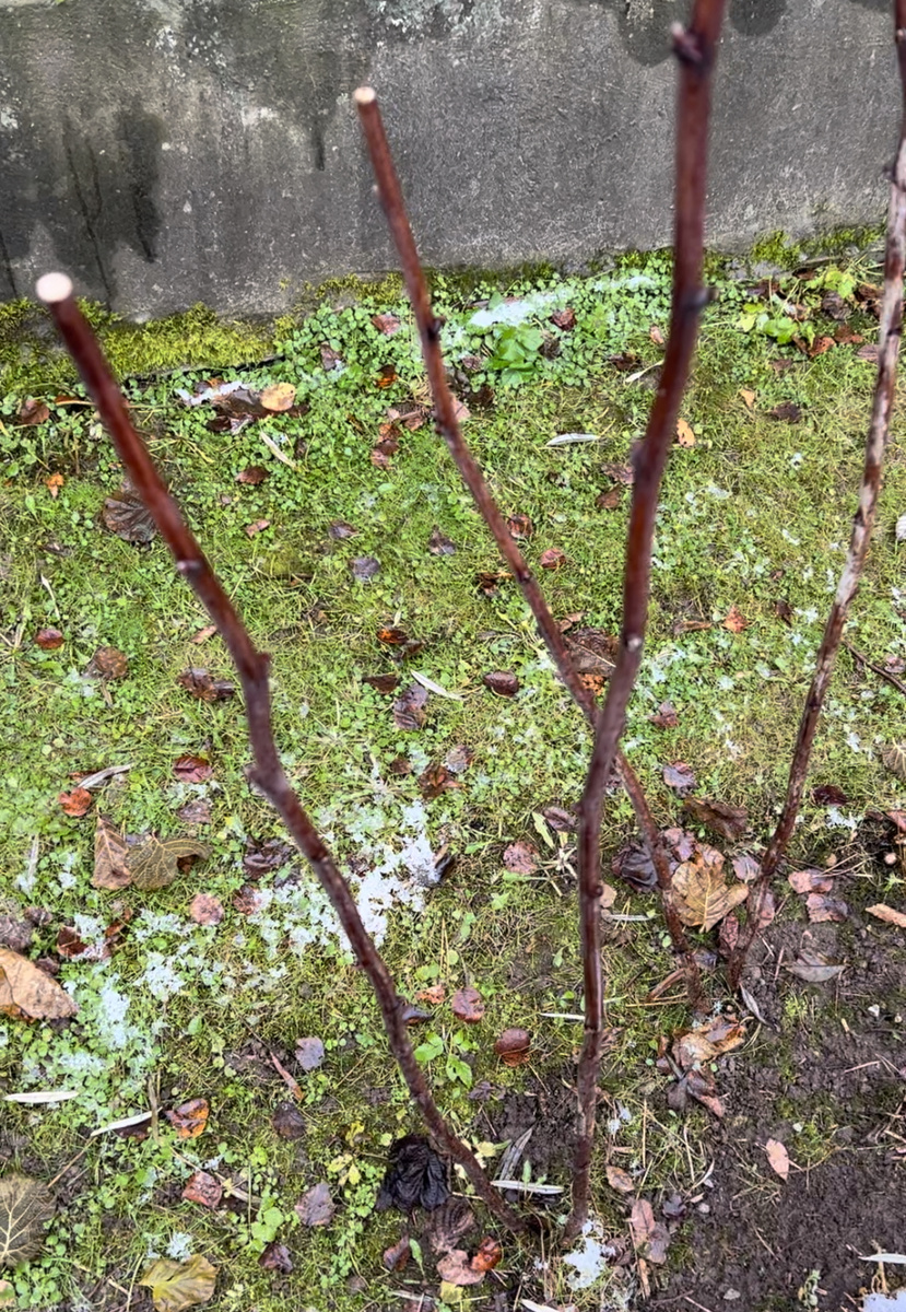 Обрезка побегов текущего года на 1 м от земли