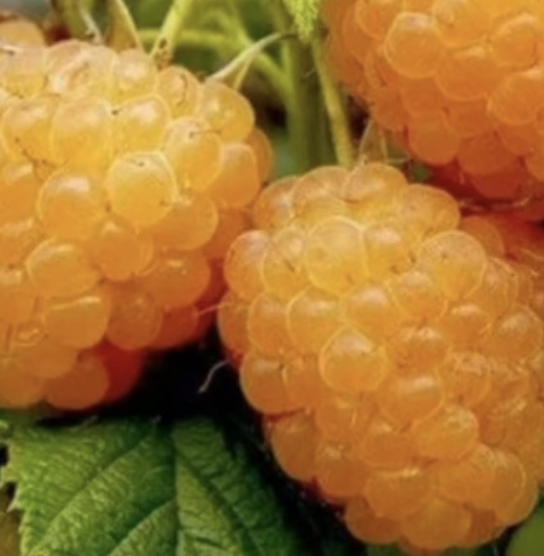 Ремонтантный малина 