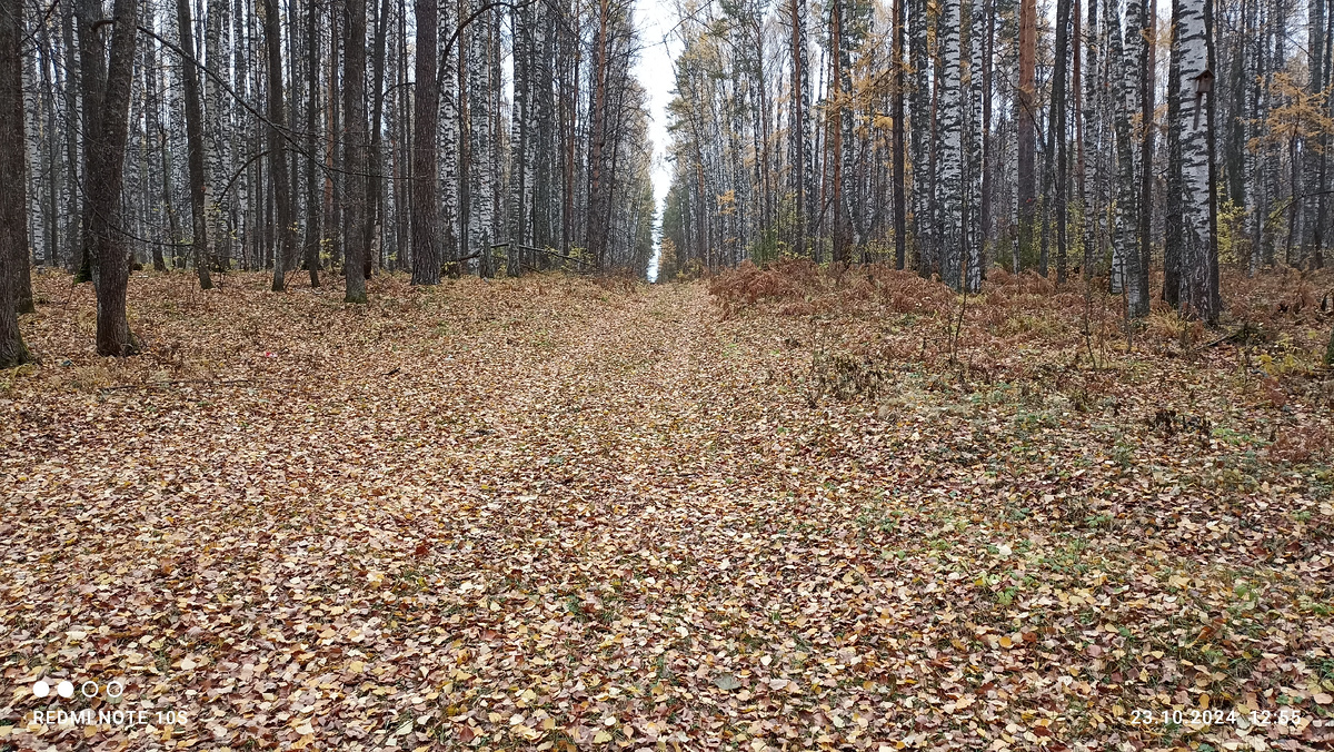 Ковер из опавших листьев в лесу. Фото автора.