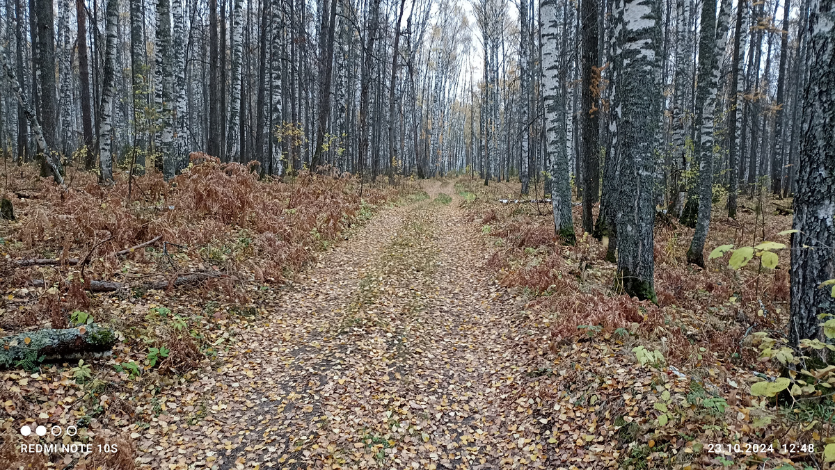 Пасмурная погода в лесу. Фото автора.