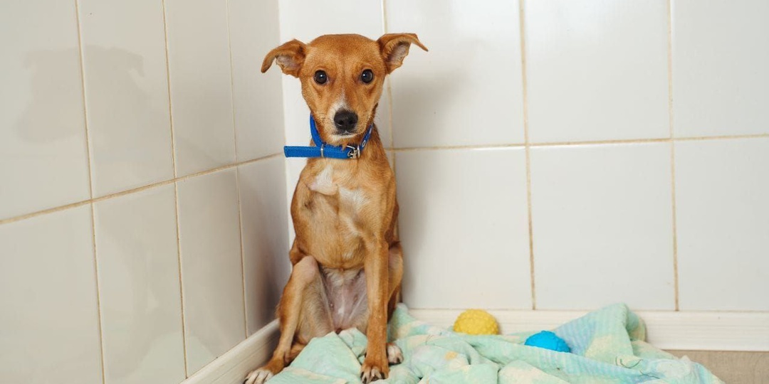 Страх: история Нины, которая даже в трудной ситуации боялась выйти к людям!