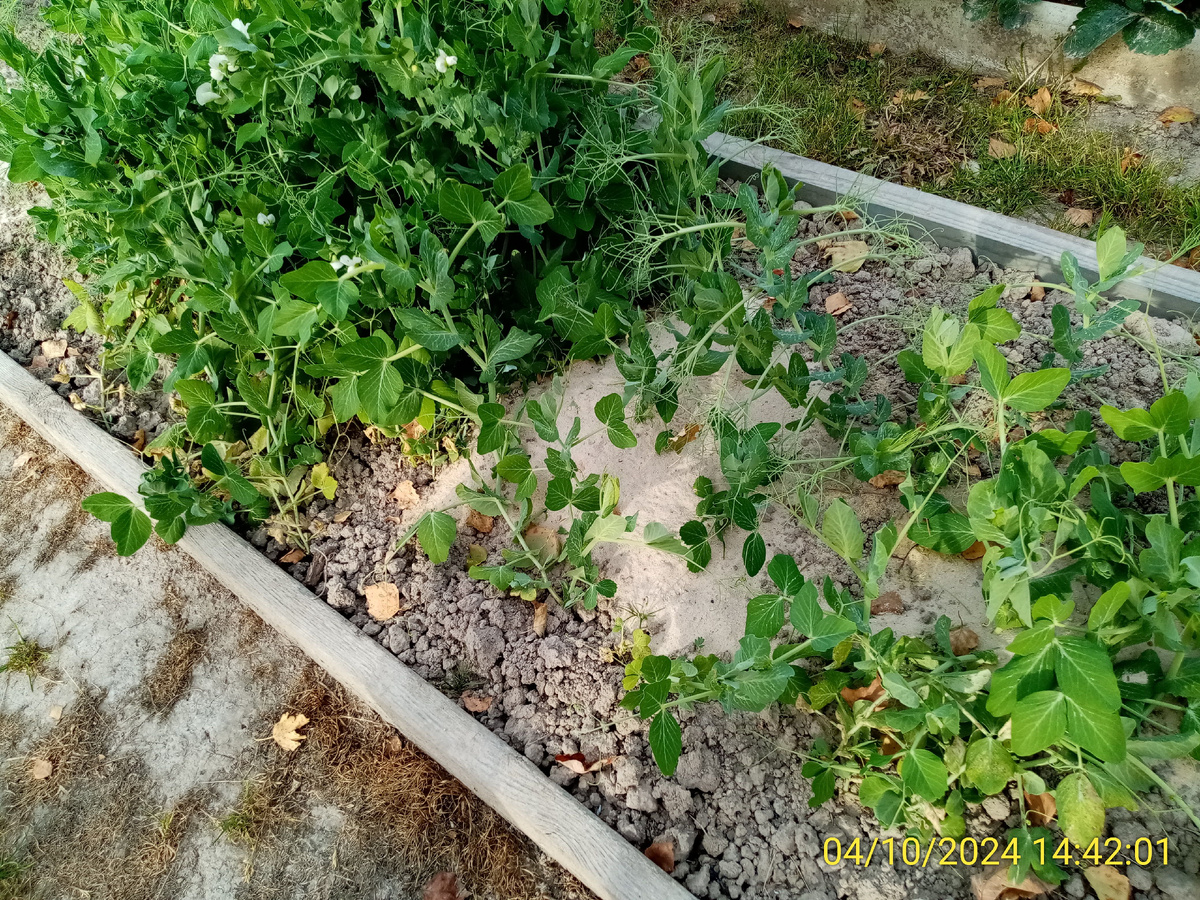 Мой бесплатный гороховый сидерат на грядке