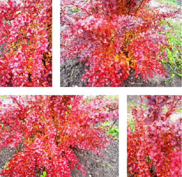 коллаж из фото автора