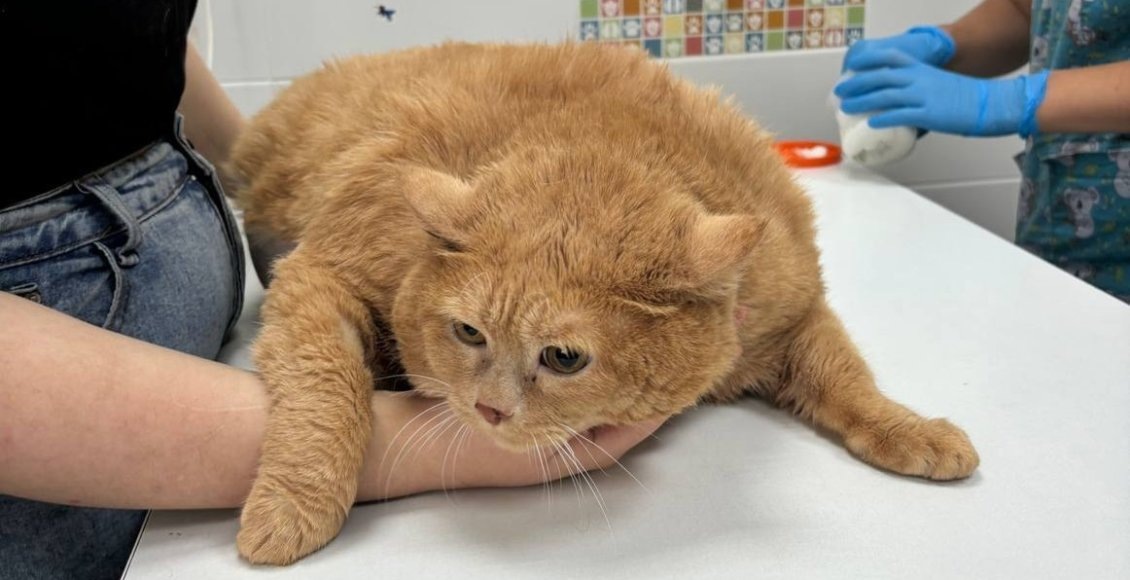    Фото: пермский приют для кошек "Матроскин"