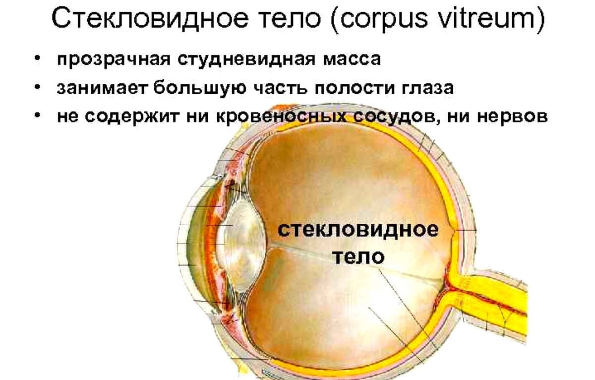 Стекловидное тело глаза
