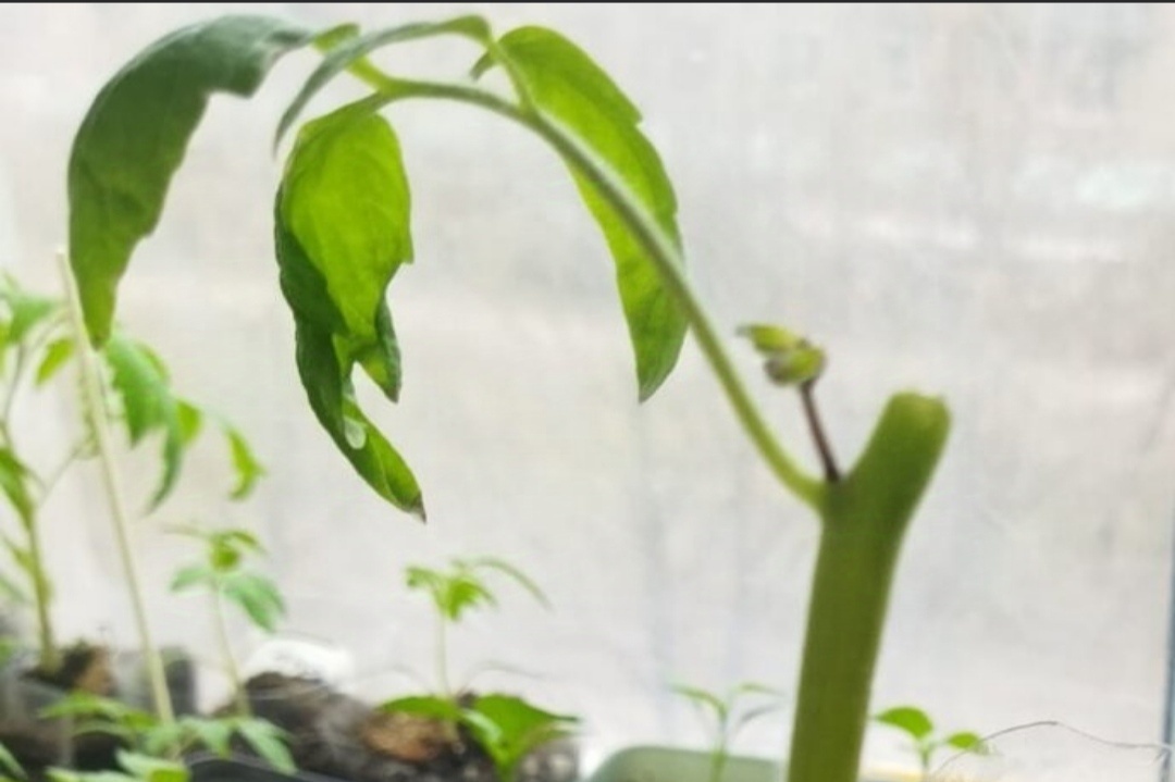 Корень Древнее сердце Акви Терме. Фото через два дня после обрезания рассады. 