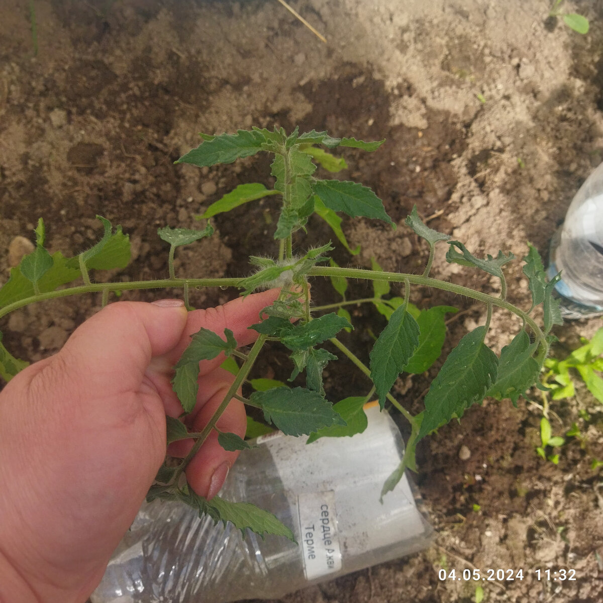 4 мая, высаживала рассаду 26 апреля. Листайте