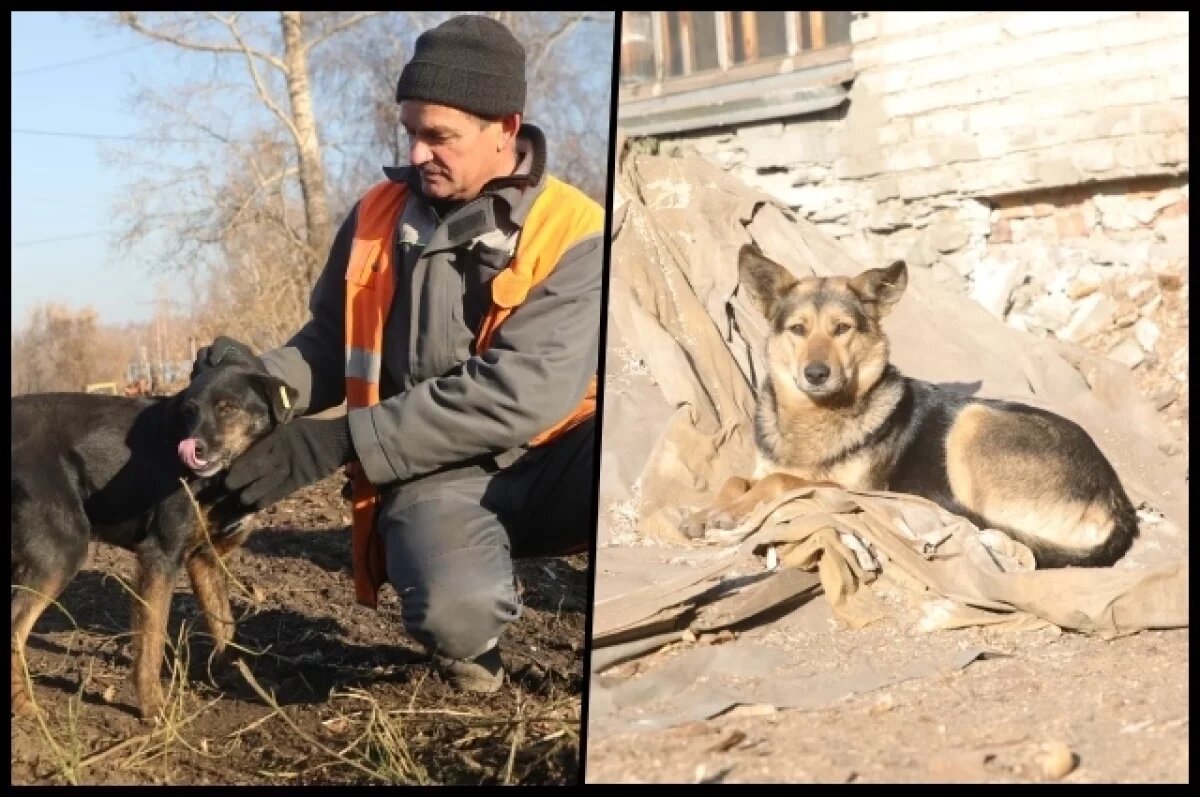    Бездомных собак, охраняющих полигоны, оформят в штат новосибирского «САХ»