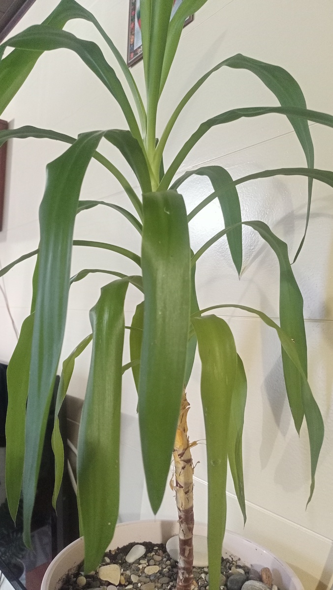 Фото автора канала "Волнушка-петрушка"