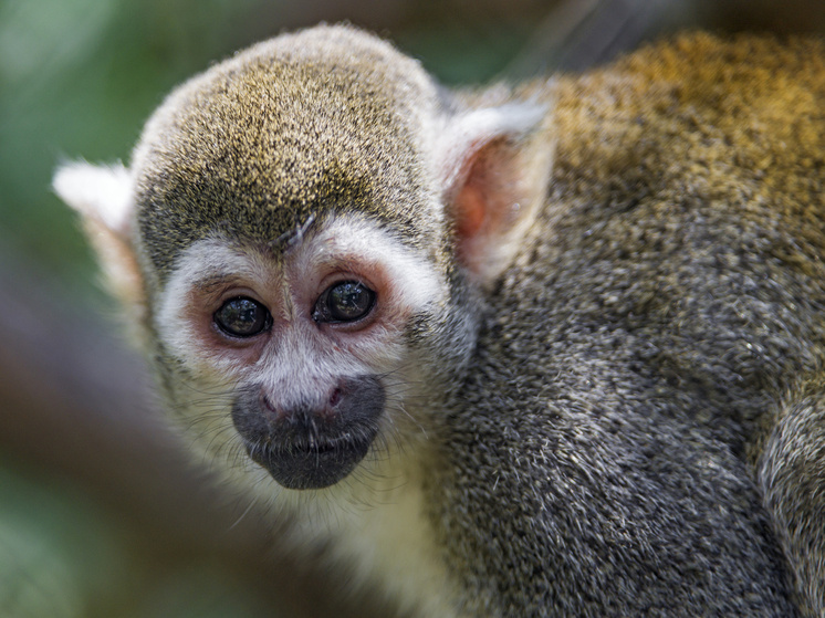     Фото: Tambako The Jaguar/flickr.com