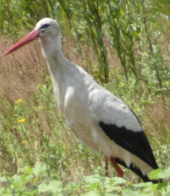 взрослый белый аист