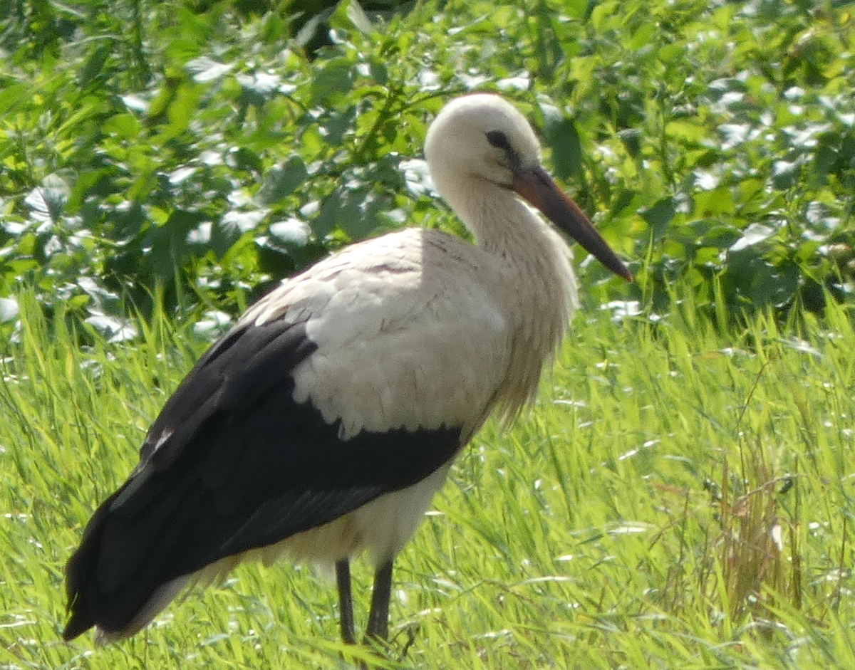 молодой аист