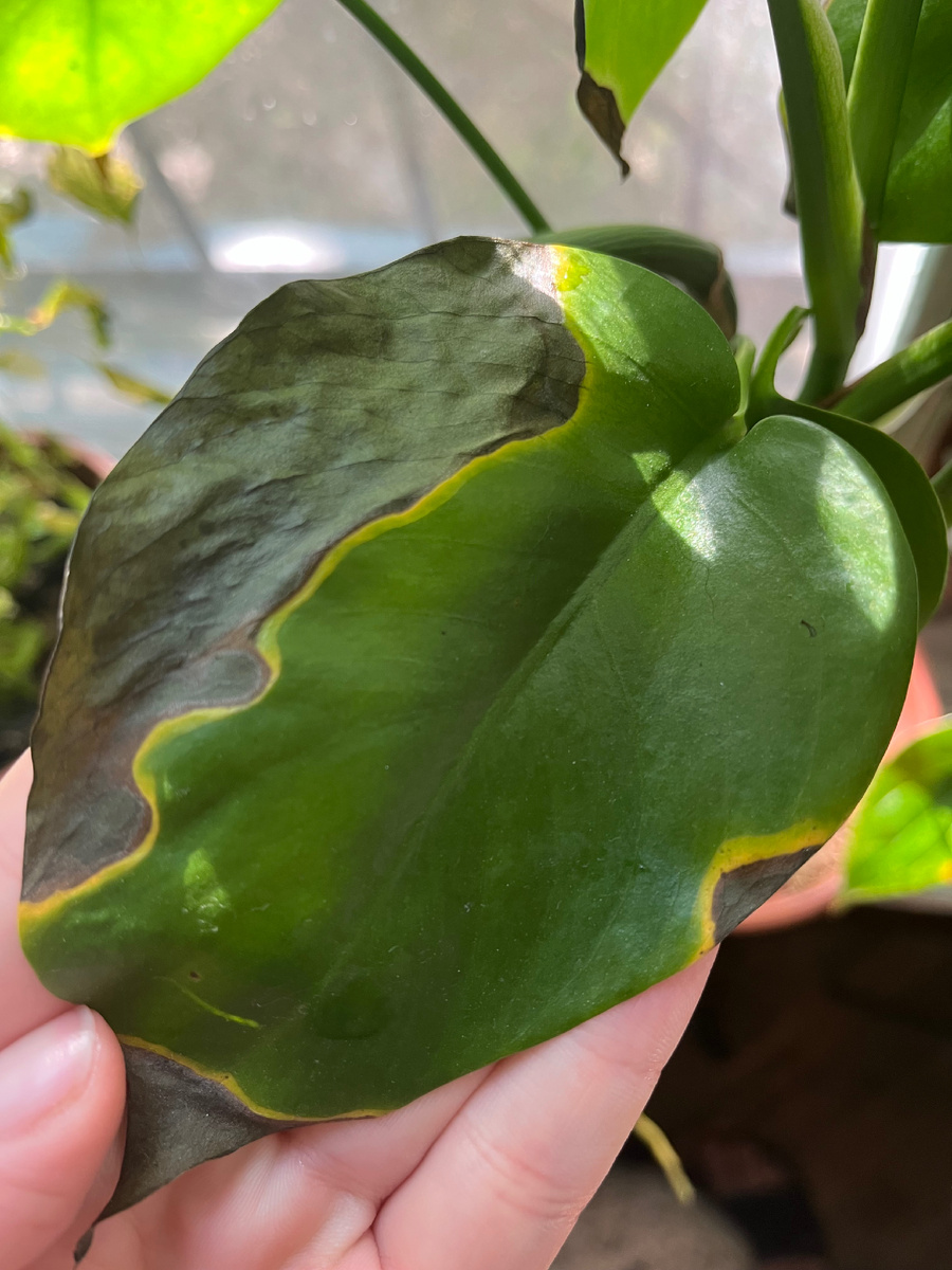 Растение через неделю после обработки.